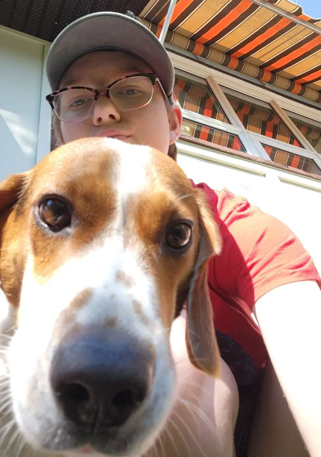 Odin, Kayden's Beagle with a rainbow going across his nose