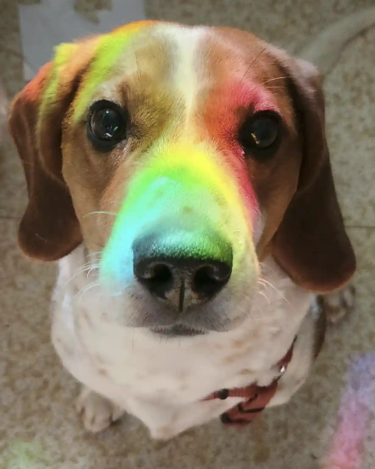 Odin, Kayden's Beagle with a rainbow going across his nose